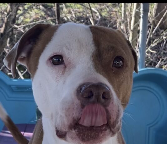 Pet of the Week: Greg the grateful gentleman