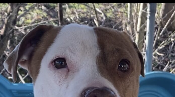 Pet of the Week: Greg the grateful gentleman