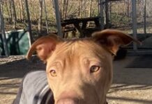 Pet of the Week: Lil Jimmy is ready for the journey