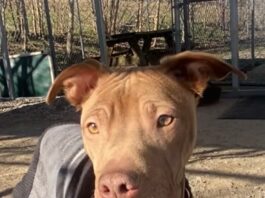 Pet of the Week: Lil Jimmy is ready for the journey