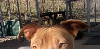 Pet of the Week: Lil Jimmy is ready for the journey