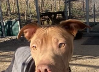 Pet of the Week: Lil Jimmy is ready for the journey