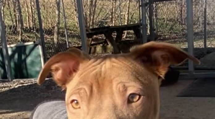 Pet of the Week: Lil Jimmy is ready for the journey