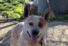 Pet of the Week: Whitaker, a quiet companion with an attentive heart