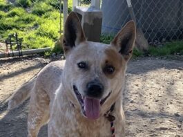 Pet of the Week: Whitaker, a quiet companion with an attentive heart