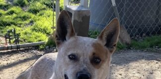 Pet of the Week: Whitaker, a quiet companion with an attentive heart