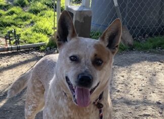 Pet of the Week: Whitaker, a quiet companion with an attentive heart