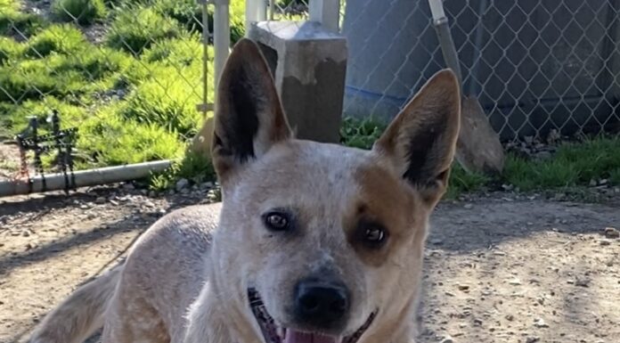 Pet of the Week: Whitaker, a quiet companion with an attentive heart