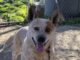Pet of the Week: Whitaker, a quiet companion with an attentive heart