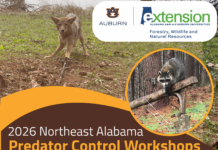 Alabama Extension to host predator control and trapping workshop in Cullman – Feb. 11