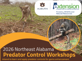 Alabama Extension to host predator control and trapping workshop in Cullman – Feb. 11