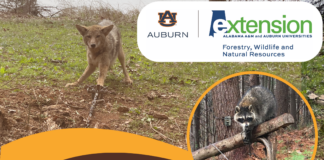 Alabama Extension to host predator control and trapping workshop in Cullman – Feb. 11