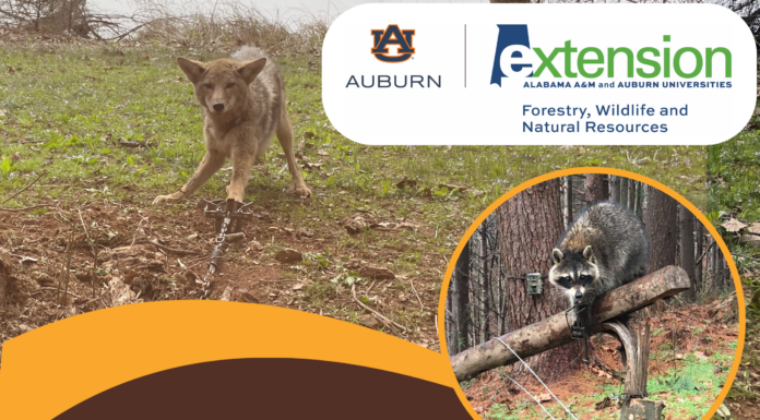 Alabama Extension to host predator control and trapping workshop in Cullman – Feb. 11
