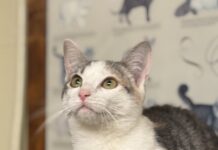 Pet of the Week: Meet WillowÂ