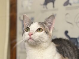 Pet of the Week: Meet Willow