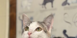 Pet of the Week: Meet WillowÂ