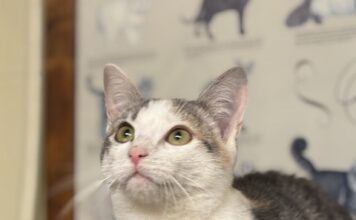 Pet of the Week: Meet WillowÂ