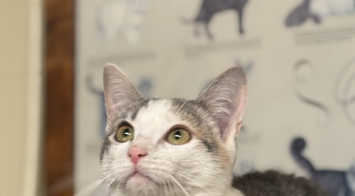 Pet of the Week: Meet Willow