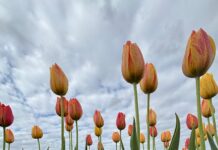 Tulip fields, Alabama Tulip Festival coming to Cullman’s 4D Farm