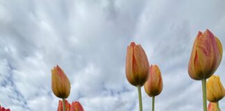 Tulip fields, Alabama Tulip Festival coming to Cullman’s 4D Farm