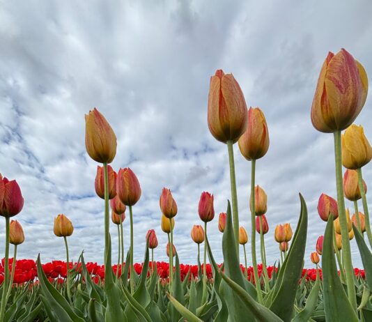 Tulip fields, Alabama Tulip Festival coming to Cullman’s 4D Farm