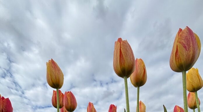 Tulip fields, Alabama Tulip Festival coming to Cullman’s 4D Farm