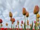 Tulip fields, Alabama Tulip Festival coming to Cullman’s 4D Farm