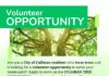 City of Cullman seeks volunteers for Tree Commission