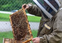Build a stronger hive at the 31st Annual Alabama Beekeepers Symposium in Hanceville