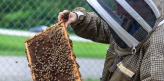 Build a stronger hive at the 31st Annual Alabama Beekeepers Symposium in Hanceville