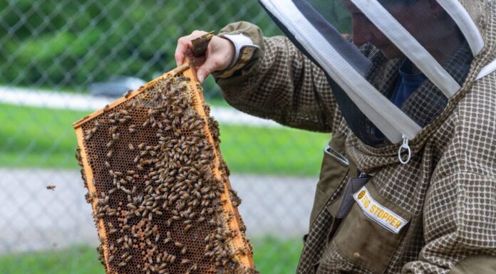 Build a stronger hive at the 31st Annual Alabama Beekeepers Symposium in Hanceville