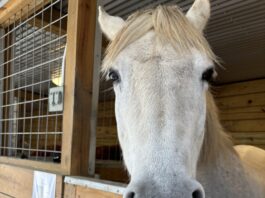 Hope Horses aiming for growth, expanded services