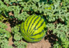 ACES: Considerations for successful watermelon production