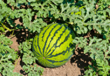 ACES: Considerations for successful watermelon production