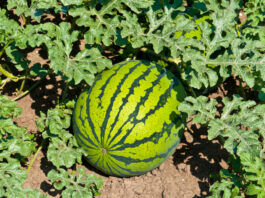 ACES: Considerations for successful watermelon production