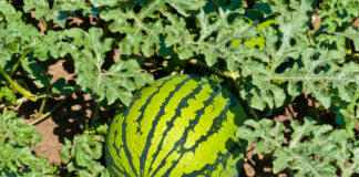 ACES: Considerations for successful watermelon production