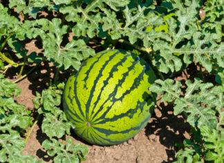 ACES: Considerations for successful watermelon production