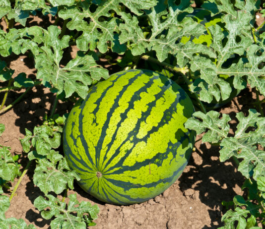 ACES: Considerations for successful watermelon production