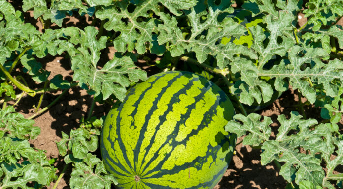 ACES: Considerations for successful watermelon production