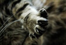 Kitten in Russell County tests positive for rabies; 1 individual exposed Stock photo (Pixabay)