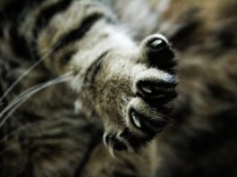 Kitten in Russell County tests positive for rabies; 1 individual exposed Stock photo (Pixabay)