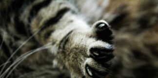 Kitten in Russell County tests positive for rabies; 1 individual exposed Stock photo (Pixabay)