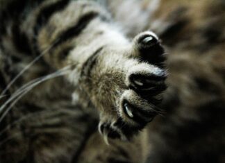 Kitten in Russell County tests positive for rabies; 1 individual exposed Stock photo (Pixabay)