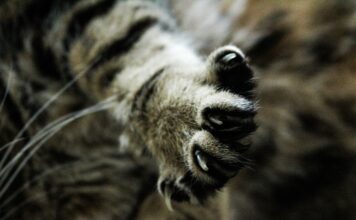 Kitten in Russell County tests positive for rabies; 1 individual exposed Stock photo (Pixabay)