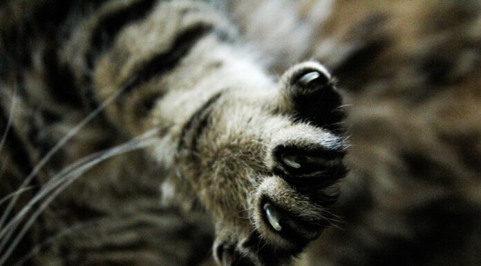 Kitten in Russell County tests positive for rabies; 1 individual exposed Stock photo (Pixabay)