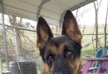 Pet of the Week: Meet Max