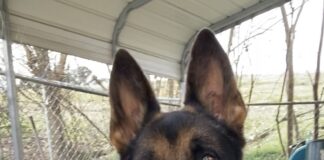 Pet of the Week: Meet MaxÂ