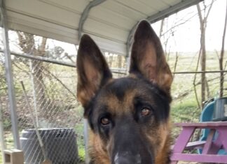 Pet of the Week: Meet Max