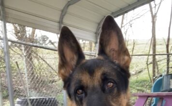 Pet of the Week: Meet MaxÂ