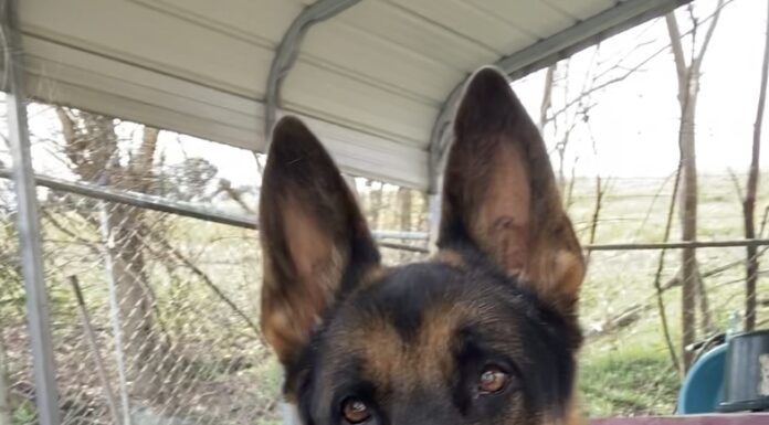 Pet of the Week: Meet Max